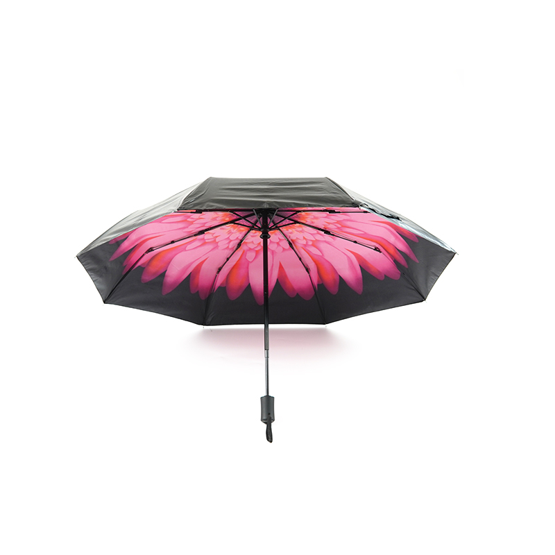 pink chrysanthemum